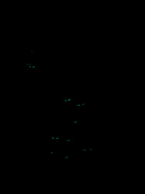 Glow in the dark! White Polo Wraps with Mummy Accent - Horse Sized - Set of 4