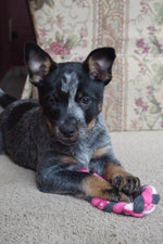 Dog Toys - Pack of 3 - Randomly Chosen